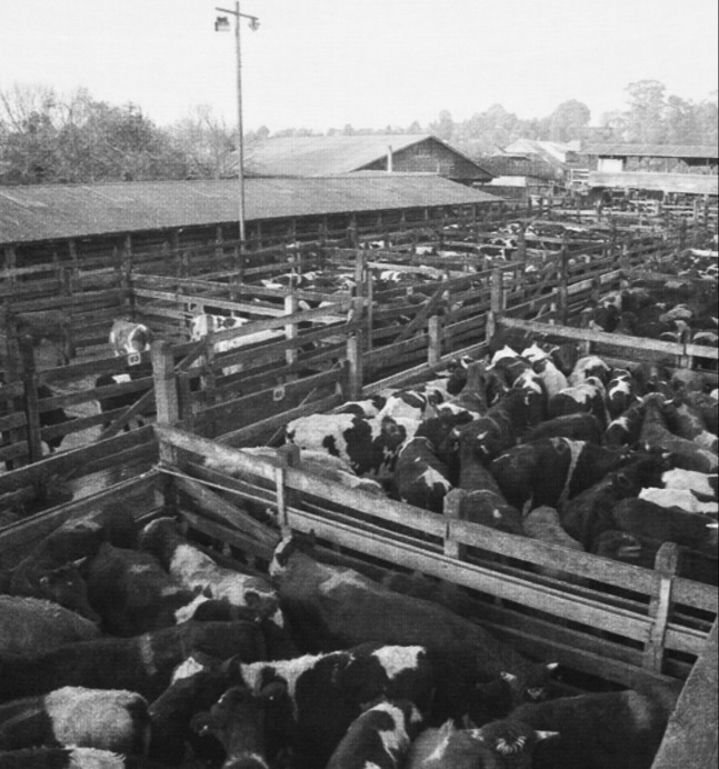 Ganado en Feria La Calera S.A.