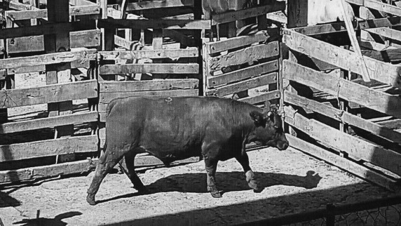 Feria La Calera S.A.