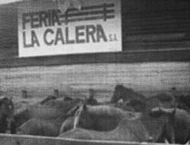 Servicio de remates de ganado en Feria La Calera