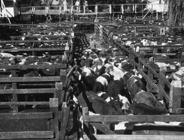 Corretaje privado para ganado en Feria La Calera