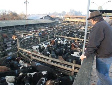 Asesorías Ganaderas
